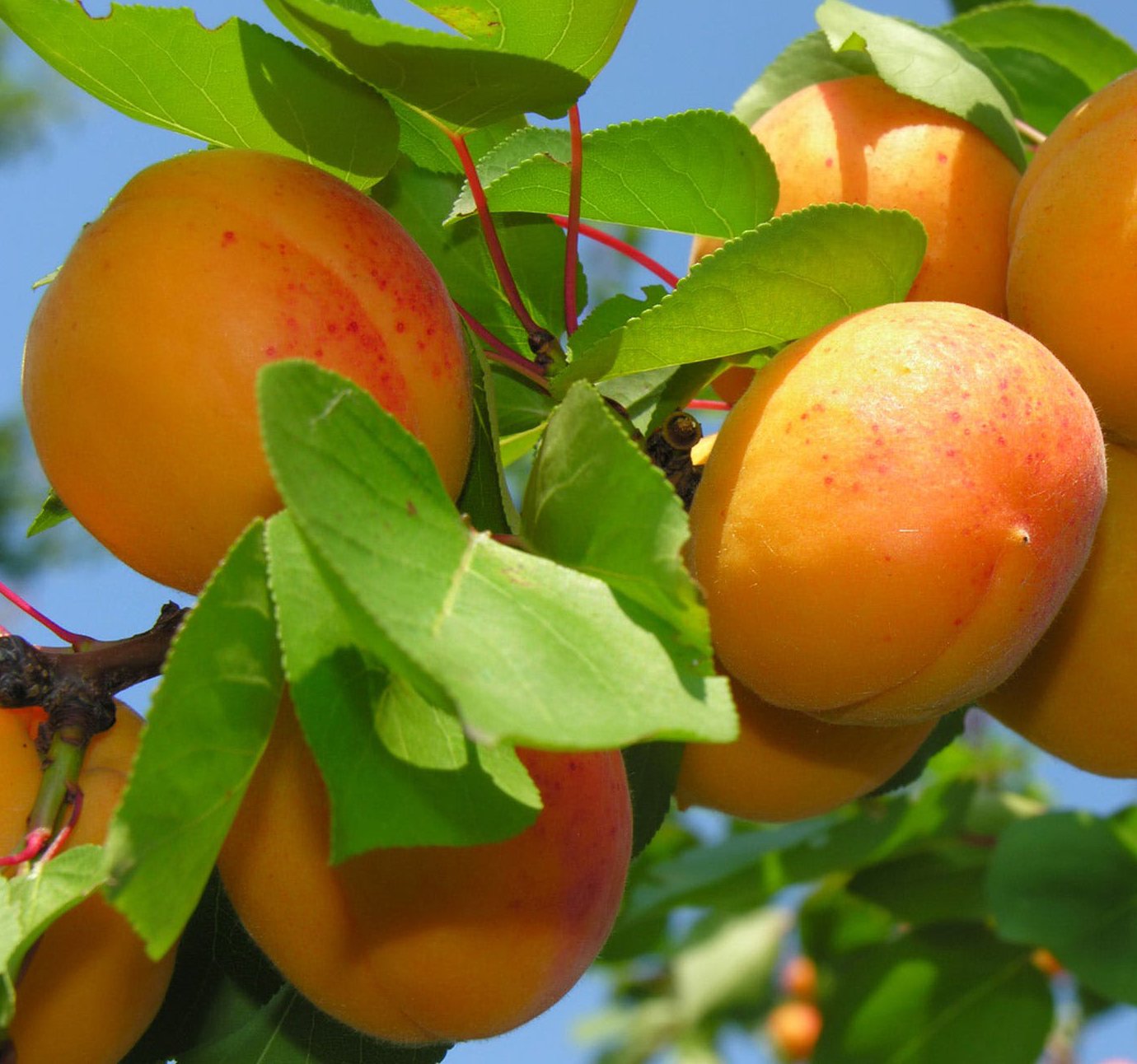 6-12" Sweet Apricot Tree Potted Plant, Nice Starter Plant, Nice Addition to Your Garden, Simply Gourgeous Flowering Perenial