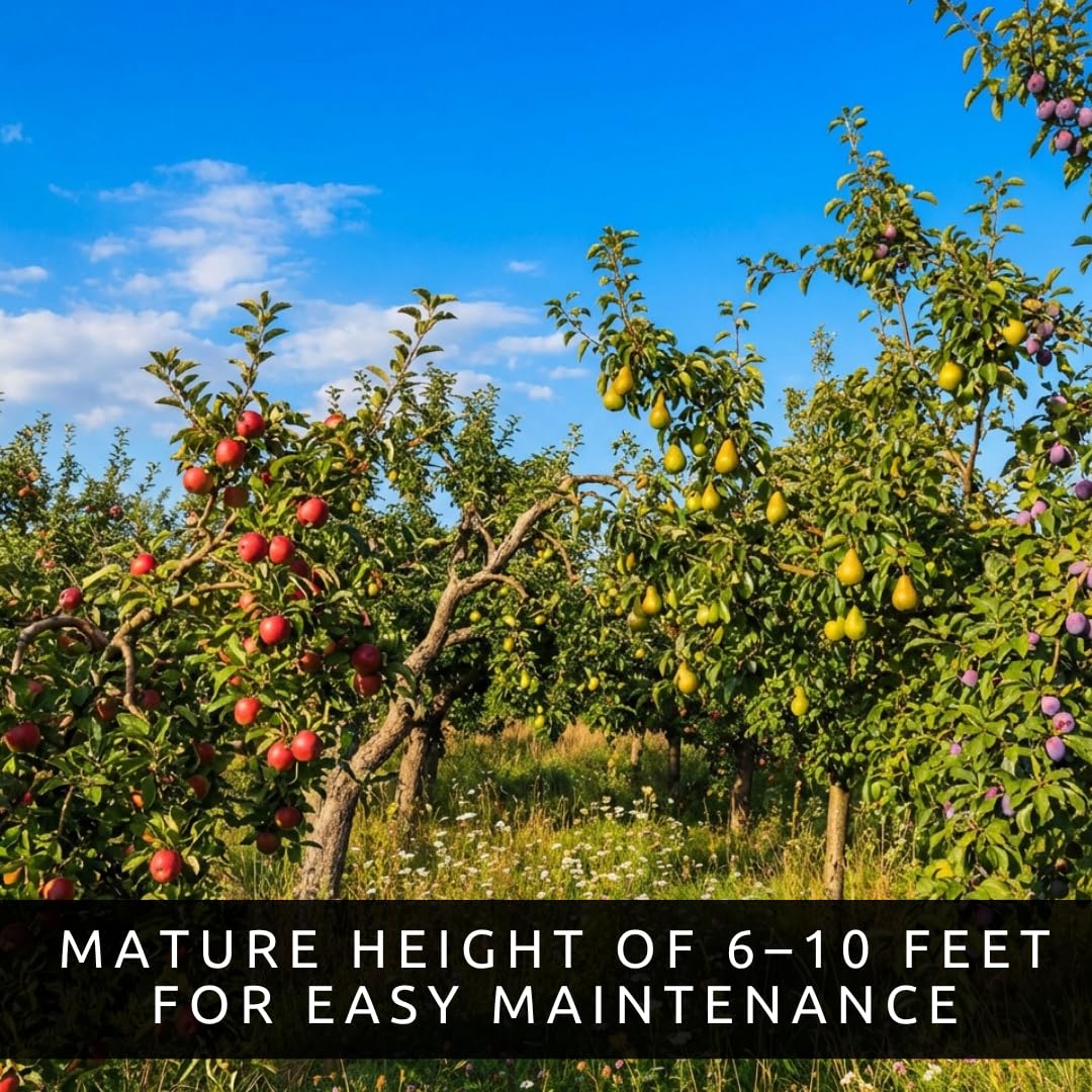 Apple, Plum & Pear Trees (3-Pack) – Dwarf Fruit Trees, Easy Grow Backyard Orchard Starter Kit (3 Pack - 1 of Each)