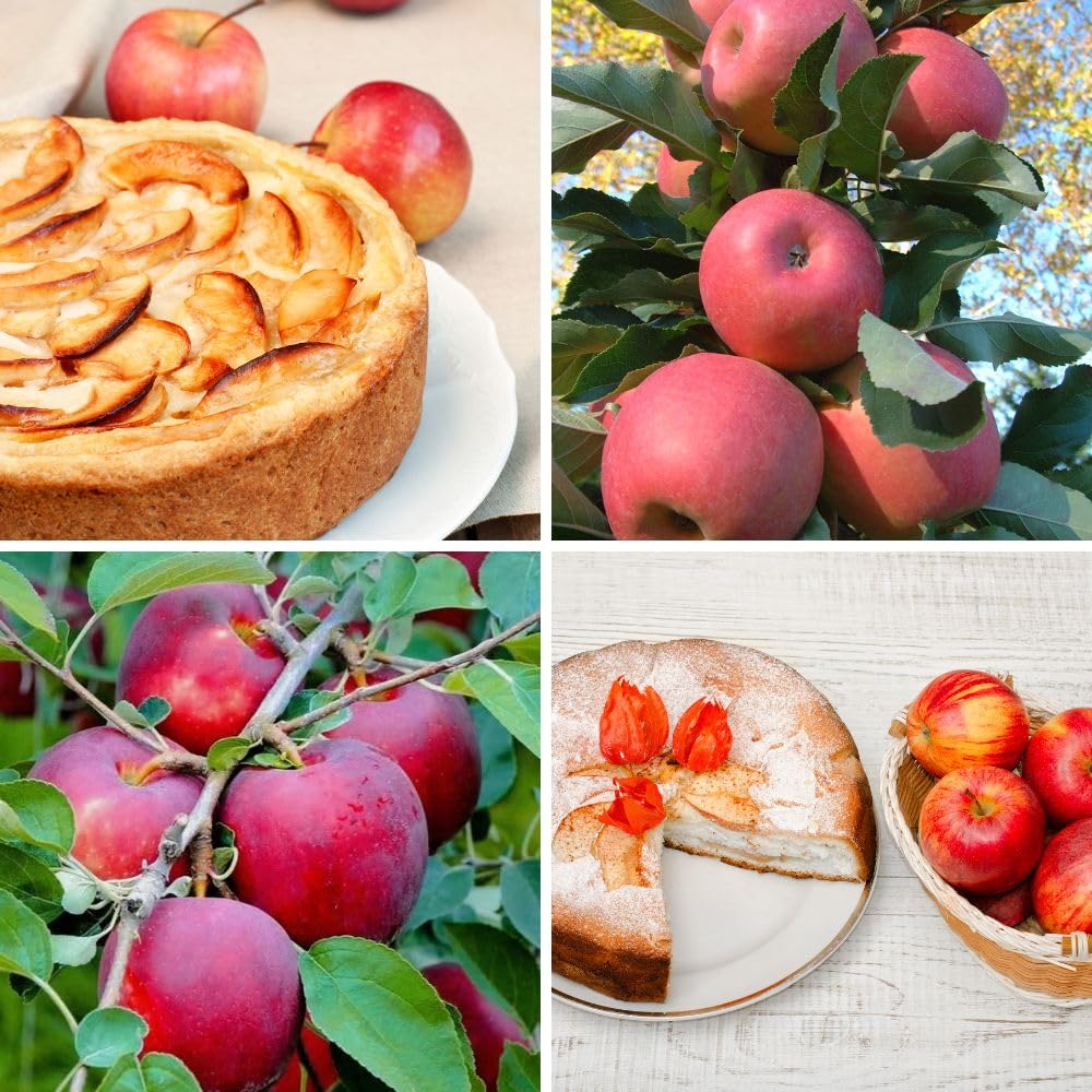 Red Apple Trees Live Plants 3-4 Feet Tall, Sweet Apple Fruit Plants Live 3 Gallon Pot, Hardy Fruit Trees for Planting, No Ship to CA