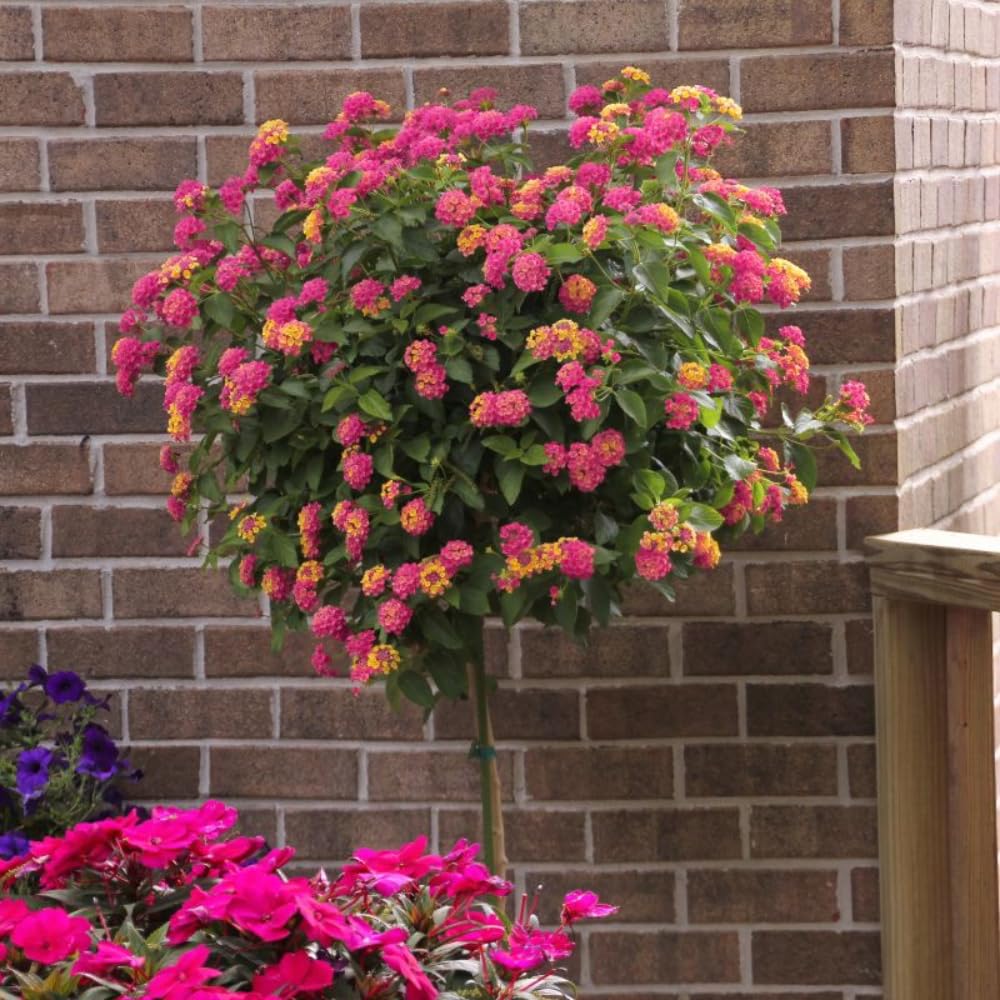 Set of 2 Lantana Plants Live, Trailing Lantana Plant, 4 to 6 Inch Tall for Planting Outdoors (Rose)