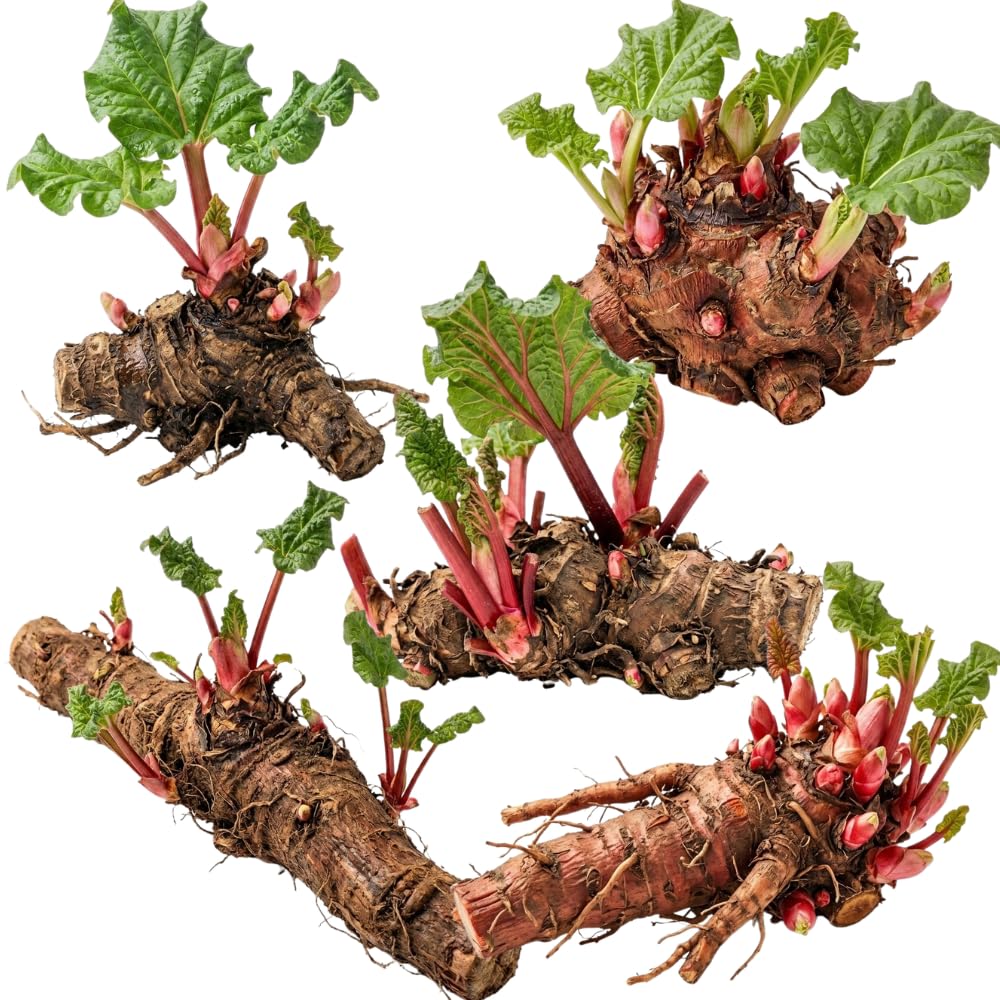 5 L Size Rhubarb Plants for Planting, Fast-Growing Rhubarb Crowns Root Division Plant, High Yield, Rich Flavor, Red Stalks