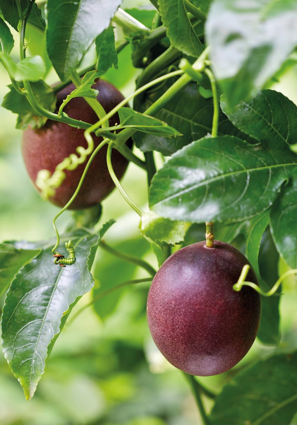 400 pcs Passion Fruit Seeds Tropical Climbing Vine Outdoor Indoor Home Garden Plant Seeds Heirloom