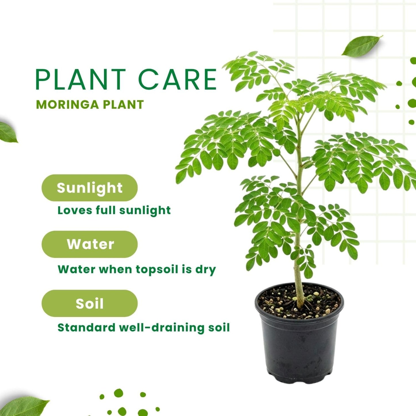Live Moringa Tree Plant for Planting, 2 Plants Per Pot, Moringa Oleifera Plants 4-8 Inch Tall, Edible Tropical Garden Ready Plant