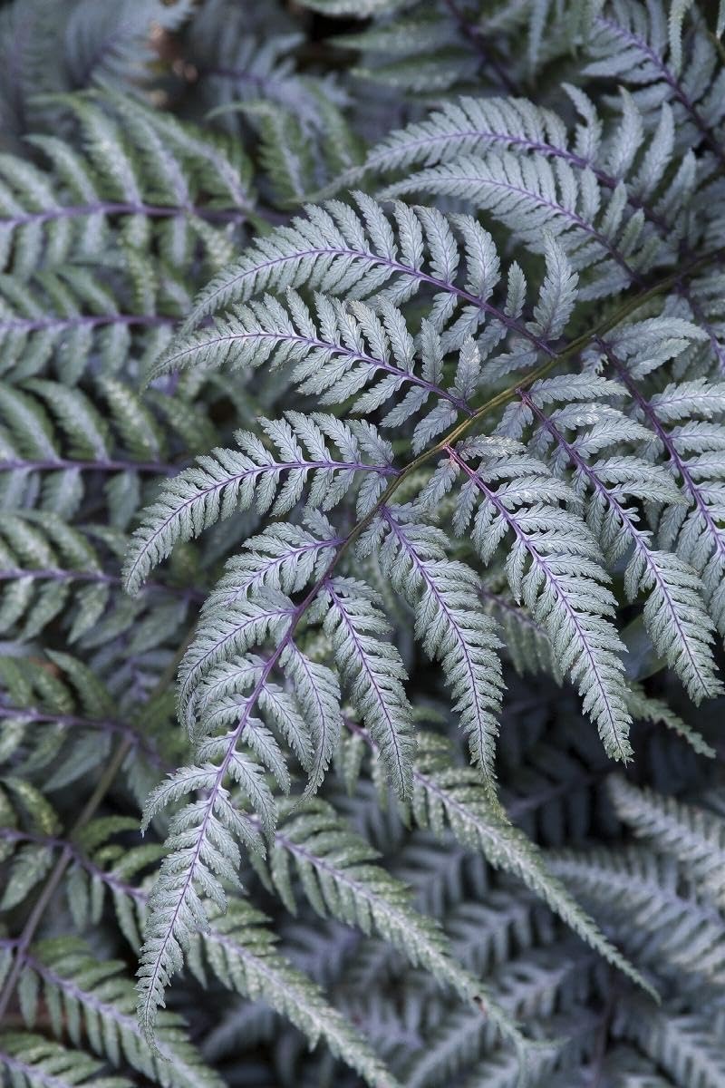 Japanese Painted Fern | 3 Live Plants | Athyrium Niponicum | Shade Garden Essential | Lush Foliage Accent