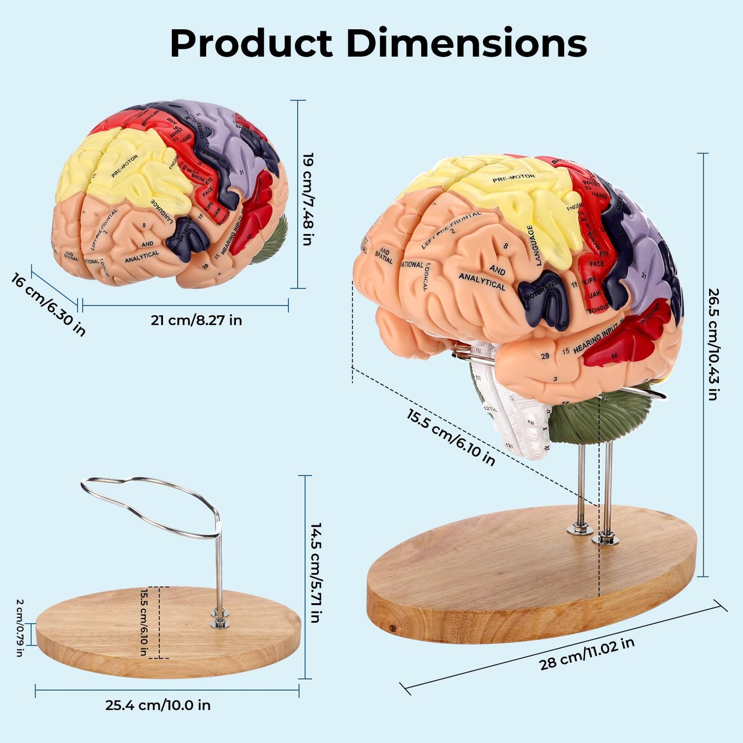 Human Brain Model 2X Life Size, Brain Anatomy Model with 131 Labeled Structures, 4-Part Detachable, Laser-Engraved Labels, Anatomical Brain Model for Neuroscience Psychology Medical Education