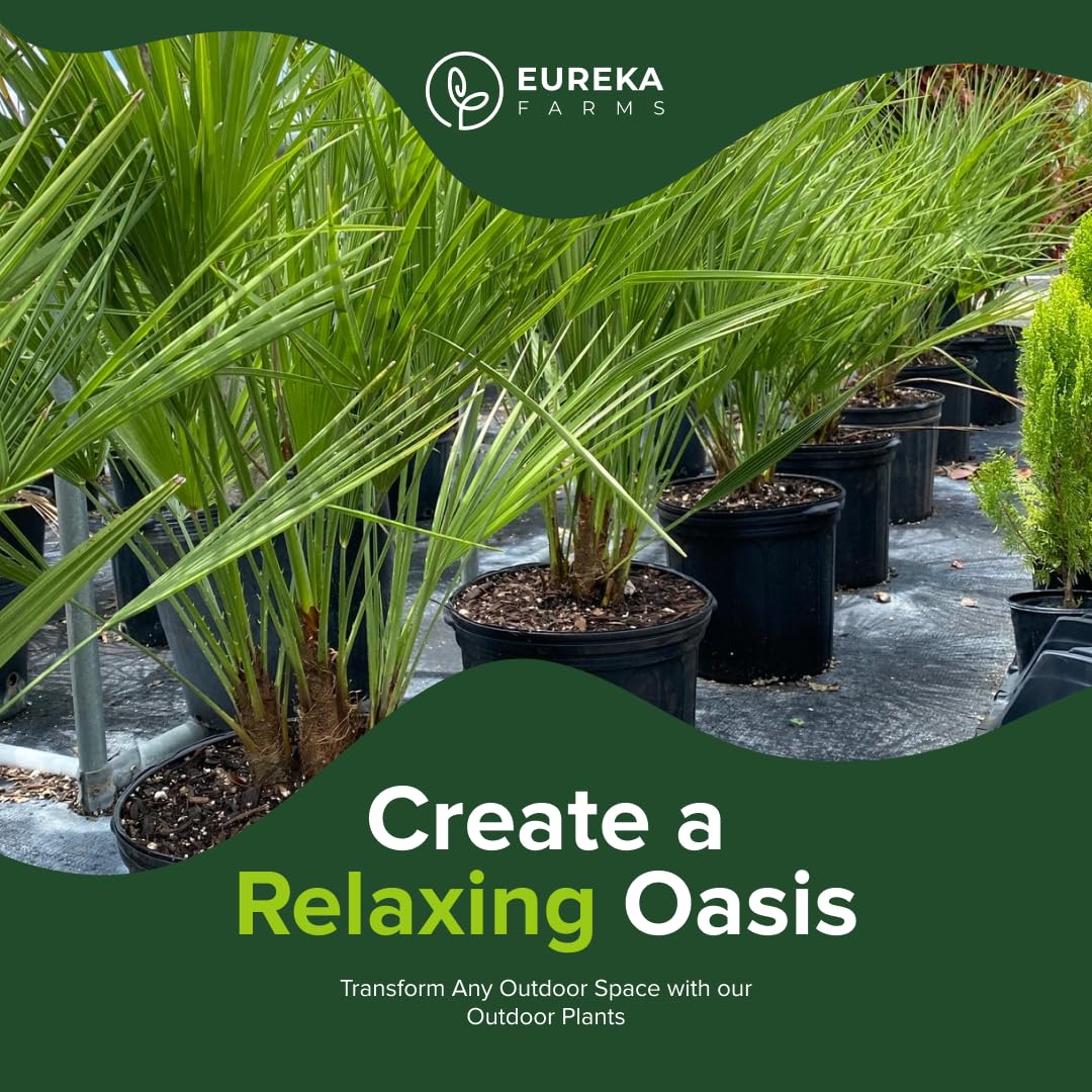 European Fan Palm Tree Multi - Chamaerops Humilis, Cold Hardy Mediterranean Palm, Drought-Tolerant Ornamental Plant for Patios, Gardens, and Landscapes (3gal Pot, 2-3ft)