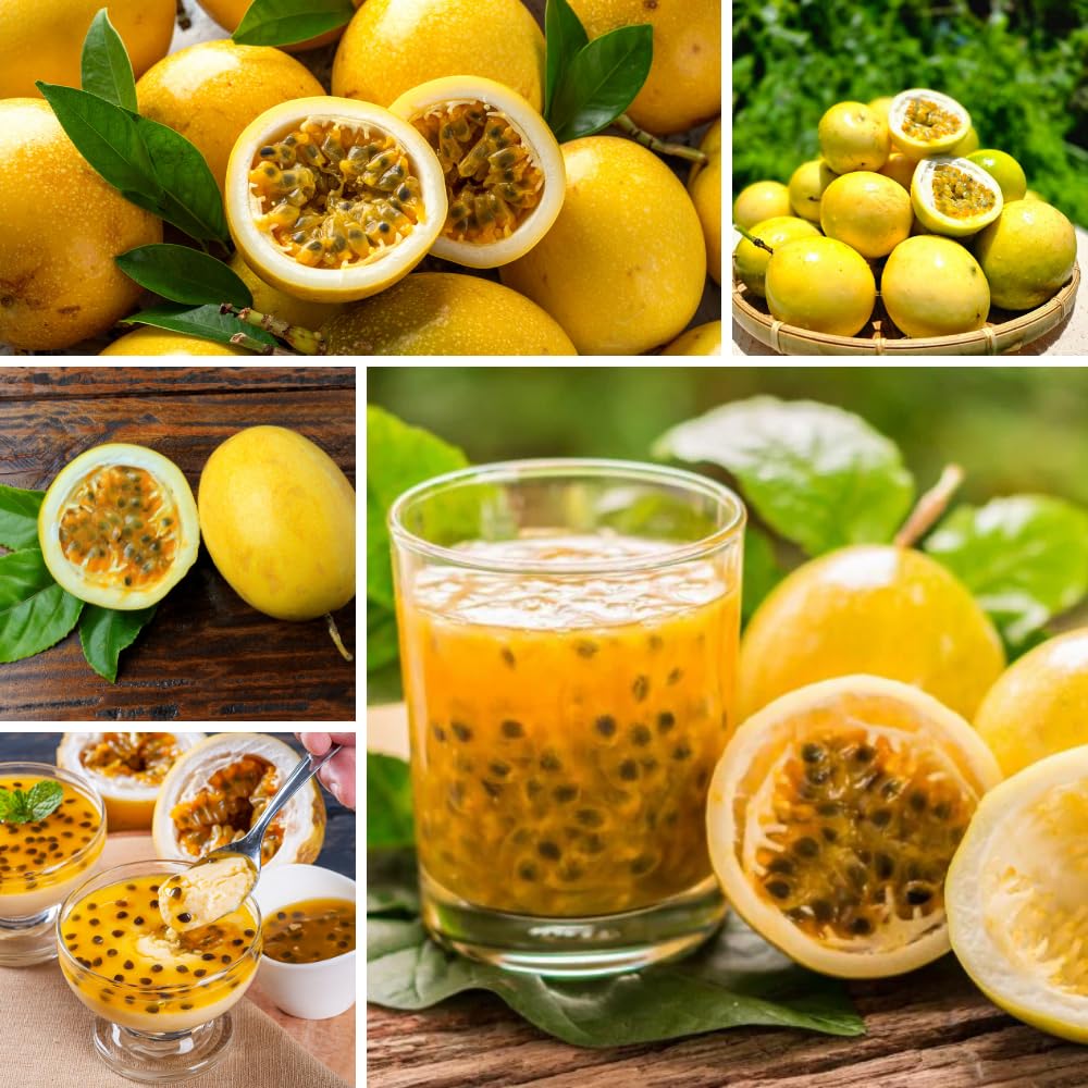 Passion Fruit Plant Live, Passion Fruit Tree Live Plant, 5 to 7 Inches Tall, Sweet Tropical Fruit Vine, Passionfruit Plants for Outdoor Garden (Yellow)