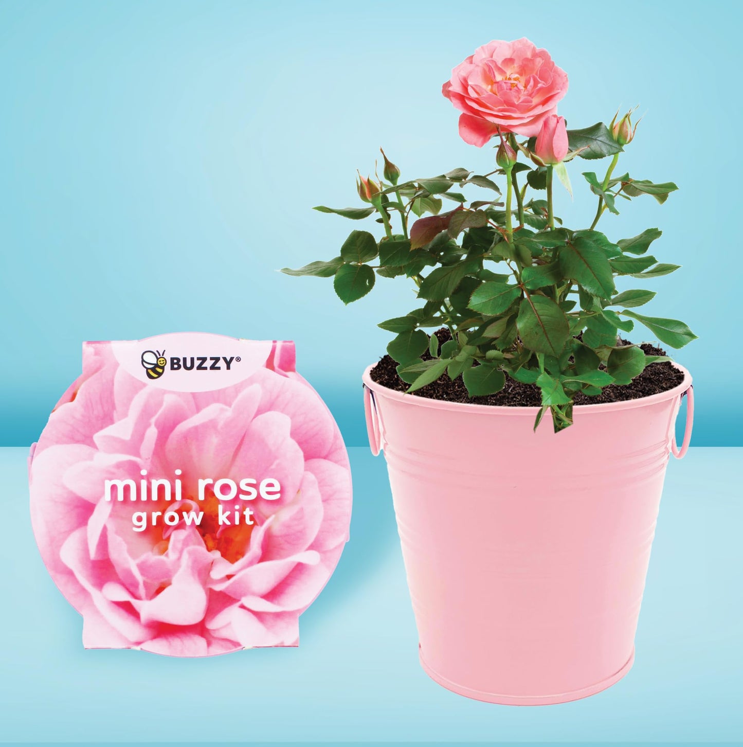 BUZZY Seeds Love Pails Grow Kit, 2-Pack – Valentine’s Day Mini Garden Gift with Colorful Pails, Mini Rose & Lavender Seeds, Growing Medium Included, Indoor Starter Seed Kit