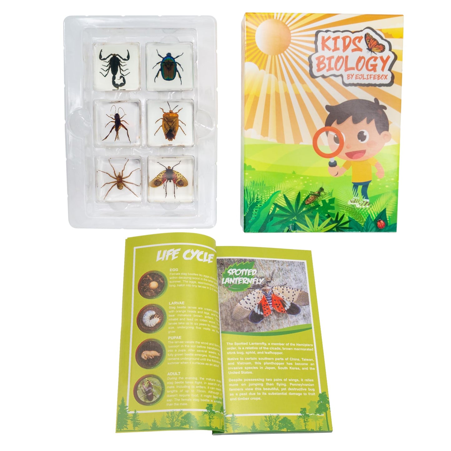 Insect Specimen Set, Bugs Collection Scientific Education Gift for Kids Aged 3-8-12 (Spider, Scorpion, Cricket, Chafers, Stink Bug, Spotted Lanternfly Resin Collection)