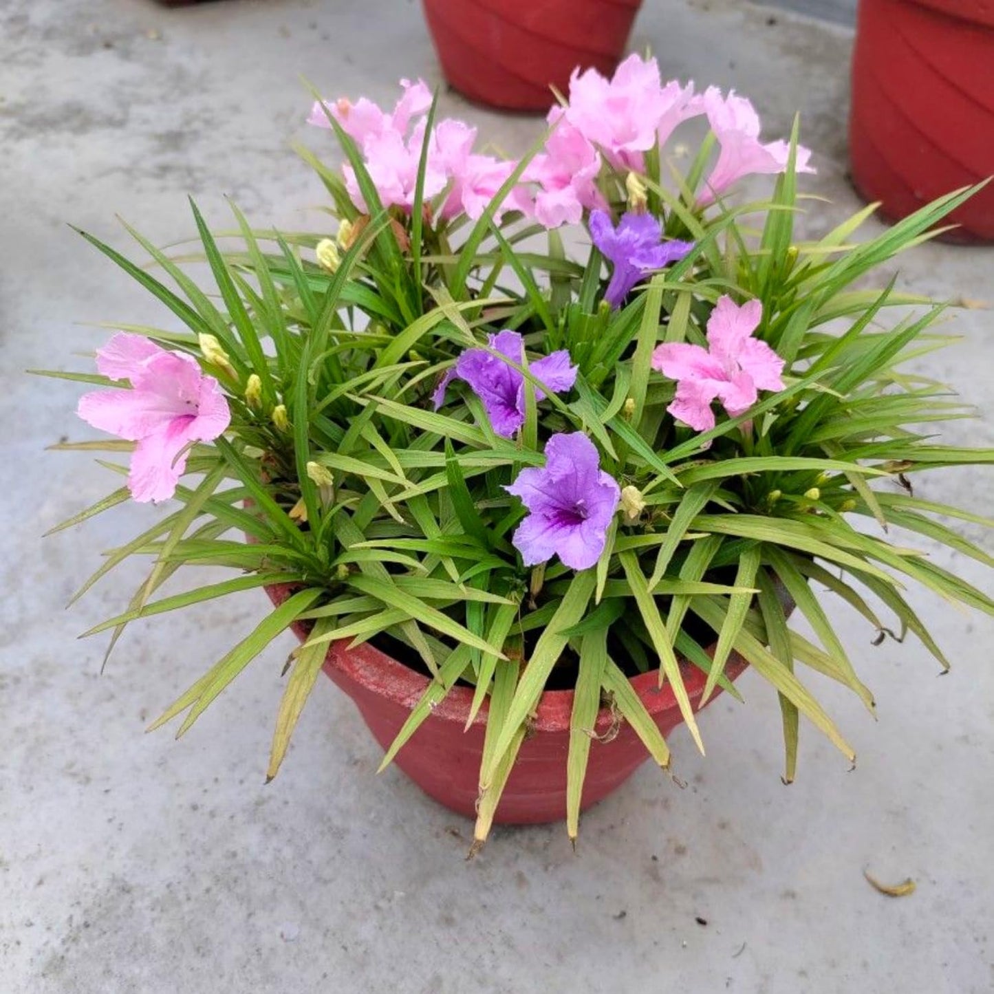 4 Mexican Petunia Live Plants 4–7 Inches Tall, Mexican Petunia Flowering Plants for Borders, Beds or Landscape (Mix)