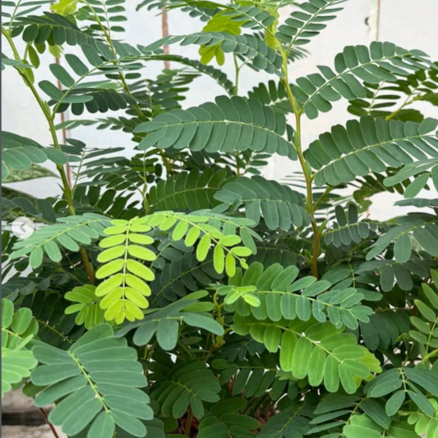 Tamarind Plant Live, Tropical Fruit Tamarind Plant for Outdoor, 4 Inc Pot
