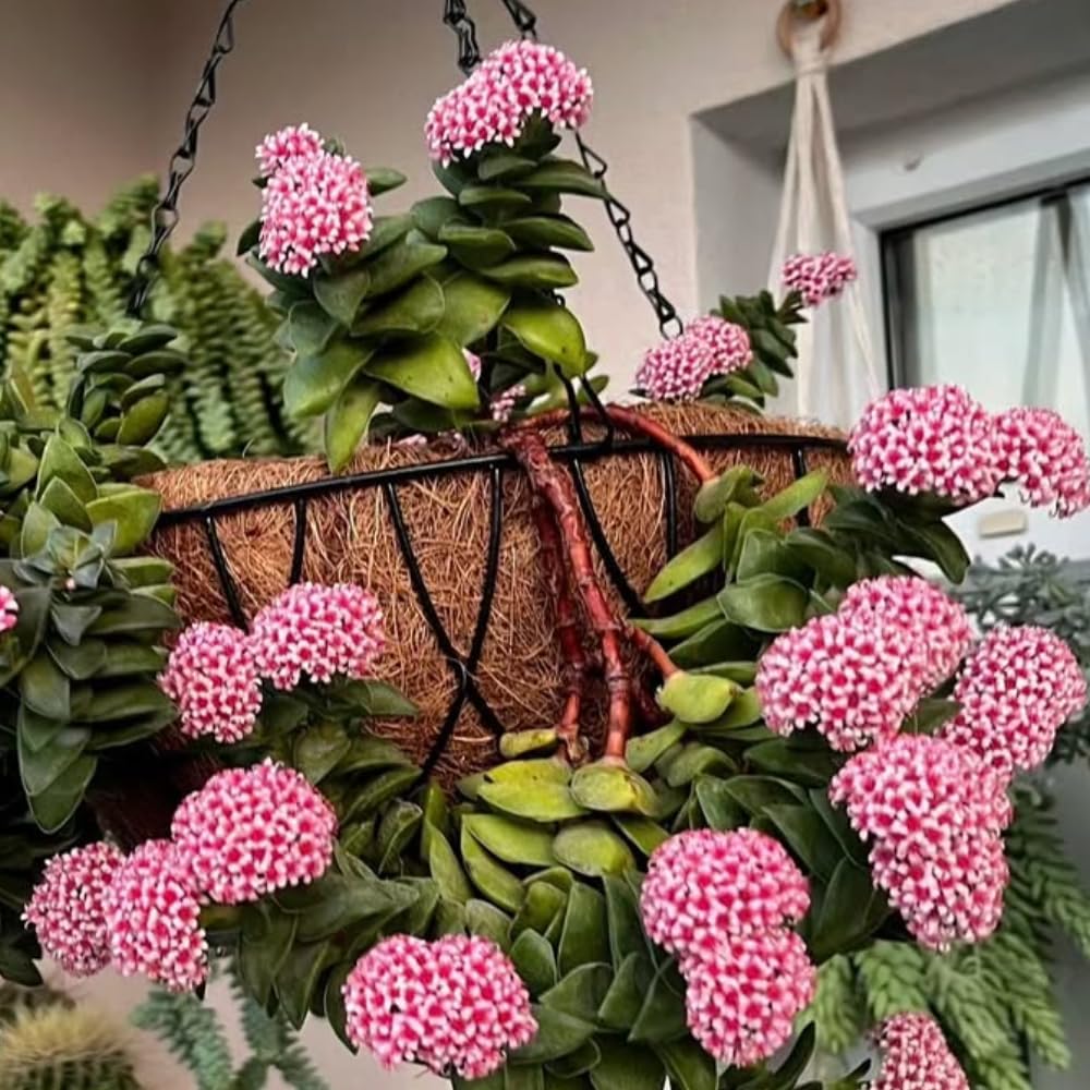 Crassula Live Plant, Crassula Live Succulent Plant, Pink Flower, 2 Inch Pot for Indoor Houseplant