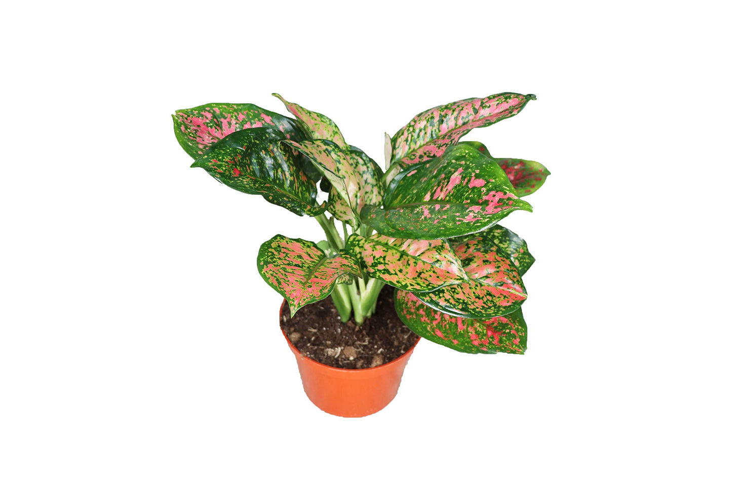 Chinese Evergreen Lady Valentine - 4'' from California Tropicals
