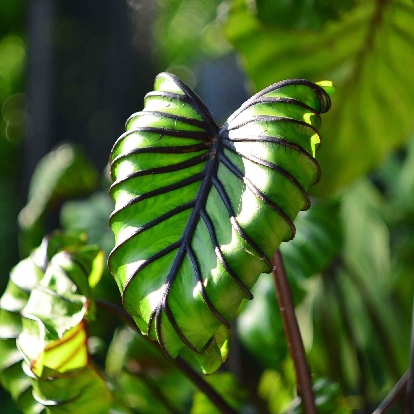 Eden Brothers Elephant Ear Bulbs - Pharoah's Mask