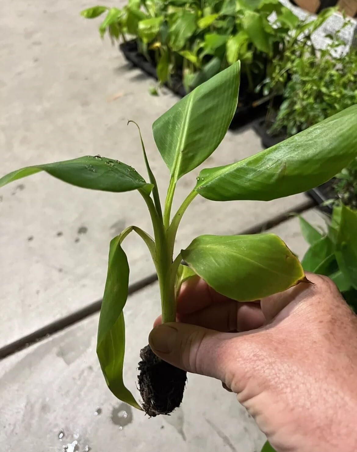 Live Plant - Musa - 'Gran Nain' - Banana Tree - Live Plant