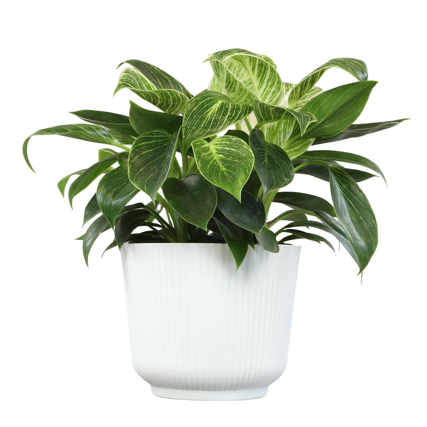 Altman Plants Variegated Philodendron Birkin in 6 Inch White Plastic Planter, Easy Plant Gift & Desk Plant, Real Air Purifying Plants, Philodendron Plant Live Indoor Plants in Indoor Potting Soil Mix