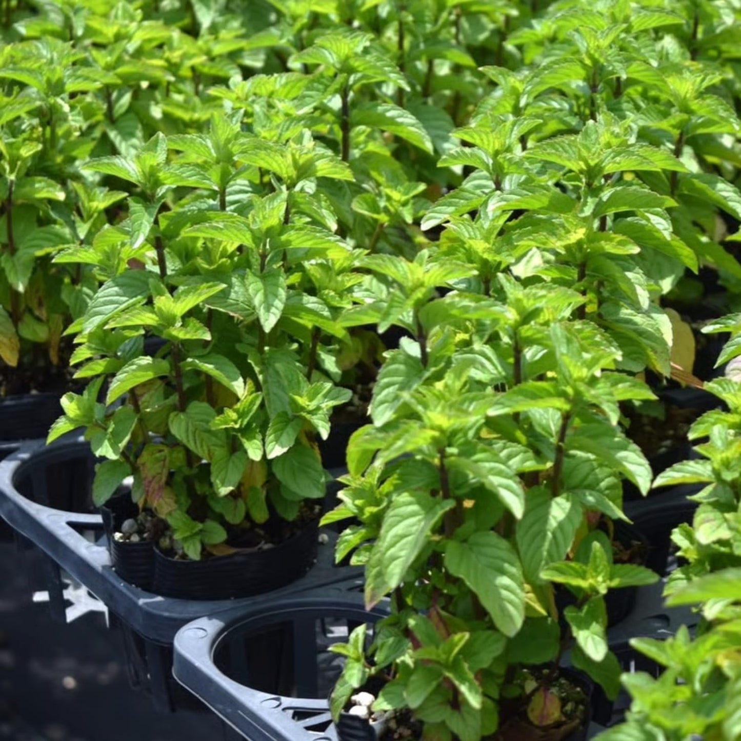 6 Mojito Mint Live Herb Plants, 3–6 Inches Tall, Fragrant Mint Plants for Indoor Outdoor Garden, Patio, and Culinary Growing
