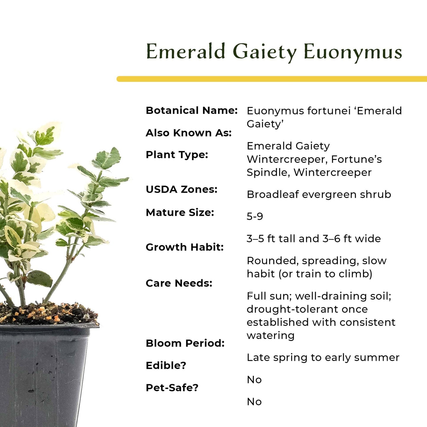 2 Emerald Gaiety Euonymus in 3.5” Nursery Cubes (Euonymus fortunei ‘Emerald Gaiety’) | Dense, Low-Growing Evergreen Shrub with Variegated Green and Cream Foliage | Live Starter Plants