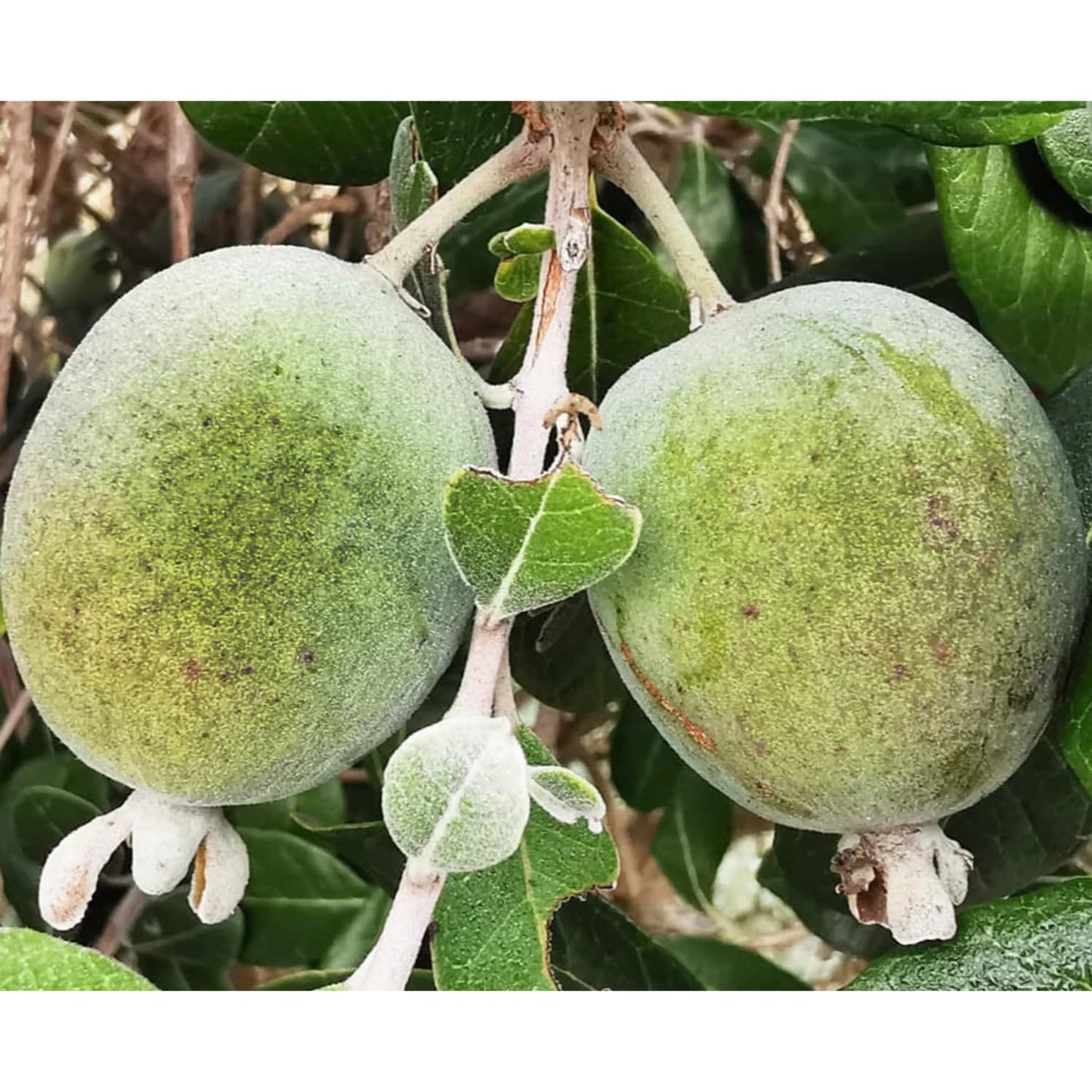 Pineapple Guava Live Plant, 4-8” Tall, Hardy Guava Fruit Tree for Garden