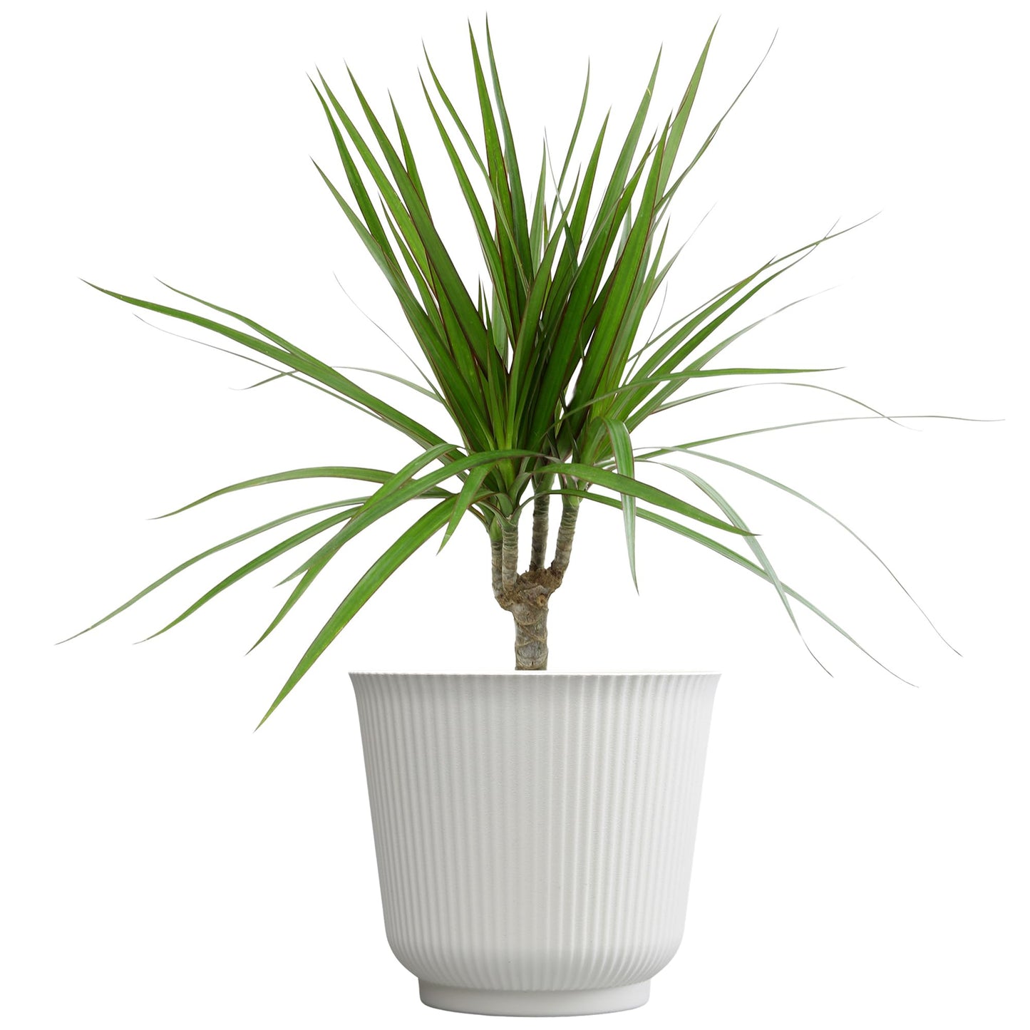 Live Dracaena Marginata, Easy House Plant Decor in 6" White Pot, Dragon Tree, Real Office Plants, Decorative Gifts by Plants for Pets
