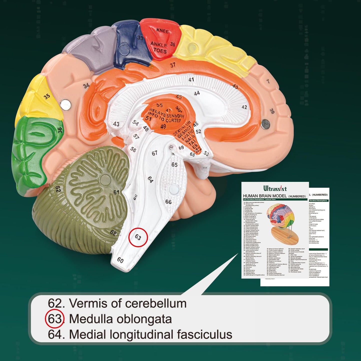 Human Brain Model for Neuroscience, Brain Model Labeled with Study Guide, Anatomy Model for Science Education Study Display
