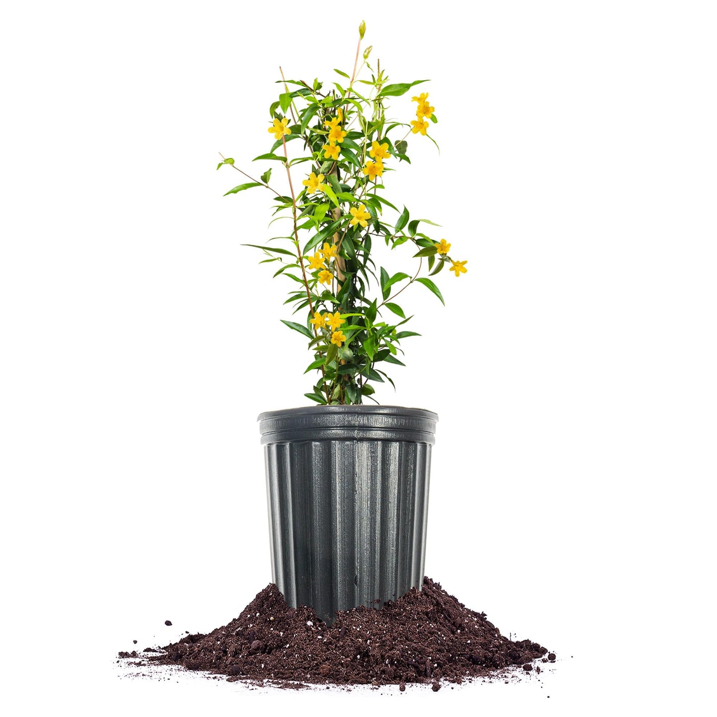 Perfect Plants Yellow Carolina Jessamine 1 Gallon | Live Shrub for Gardens | Fragrant Spring Blooms