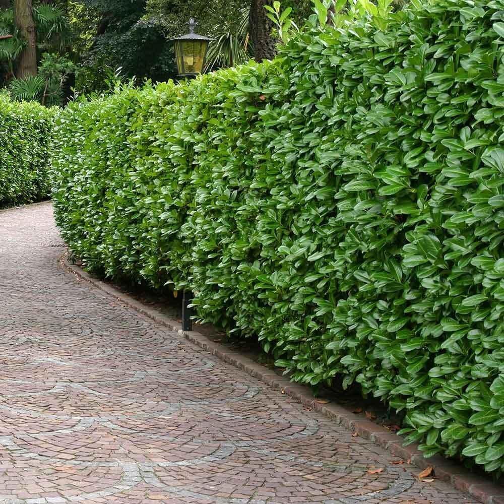 Live Plant - Cherry Laurel Shrub/Hedge - 6-12" Tall Seedling - Live Plant