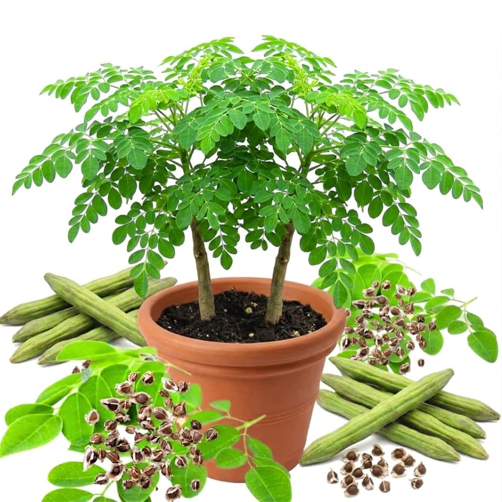 2 Moringa Tree Plants, Oleifera Moringa Drumstick Tree Starter Plants, Fast Growing Live Plant for Home Garden, 5-8 Inch Tall, 2 Plants Per Pot