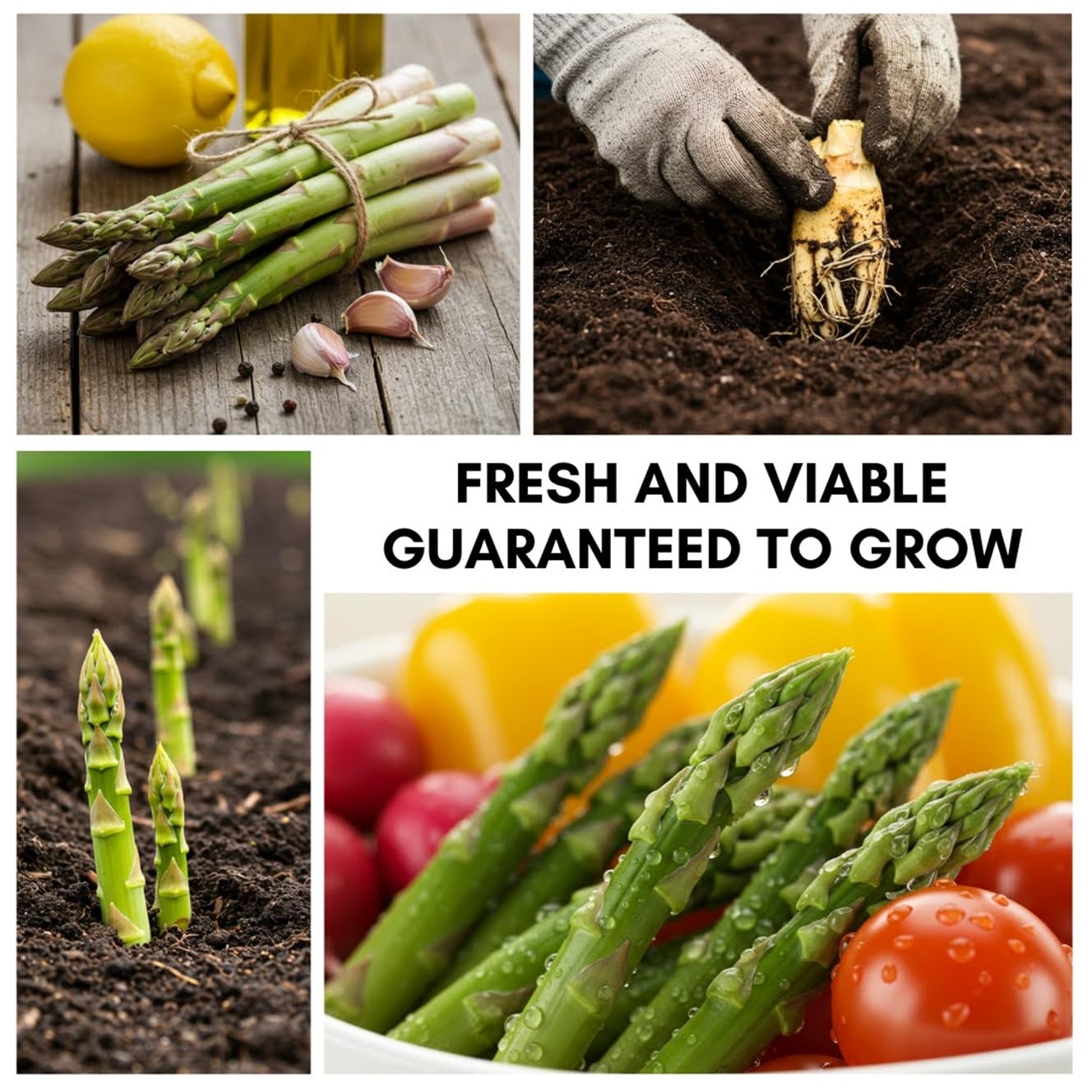 15 Purple Passion Live Asparagus 2yr. Crowns to Grow - Bare Root Perennial Vegetable Plants