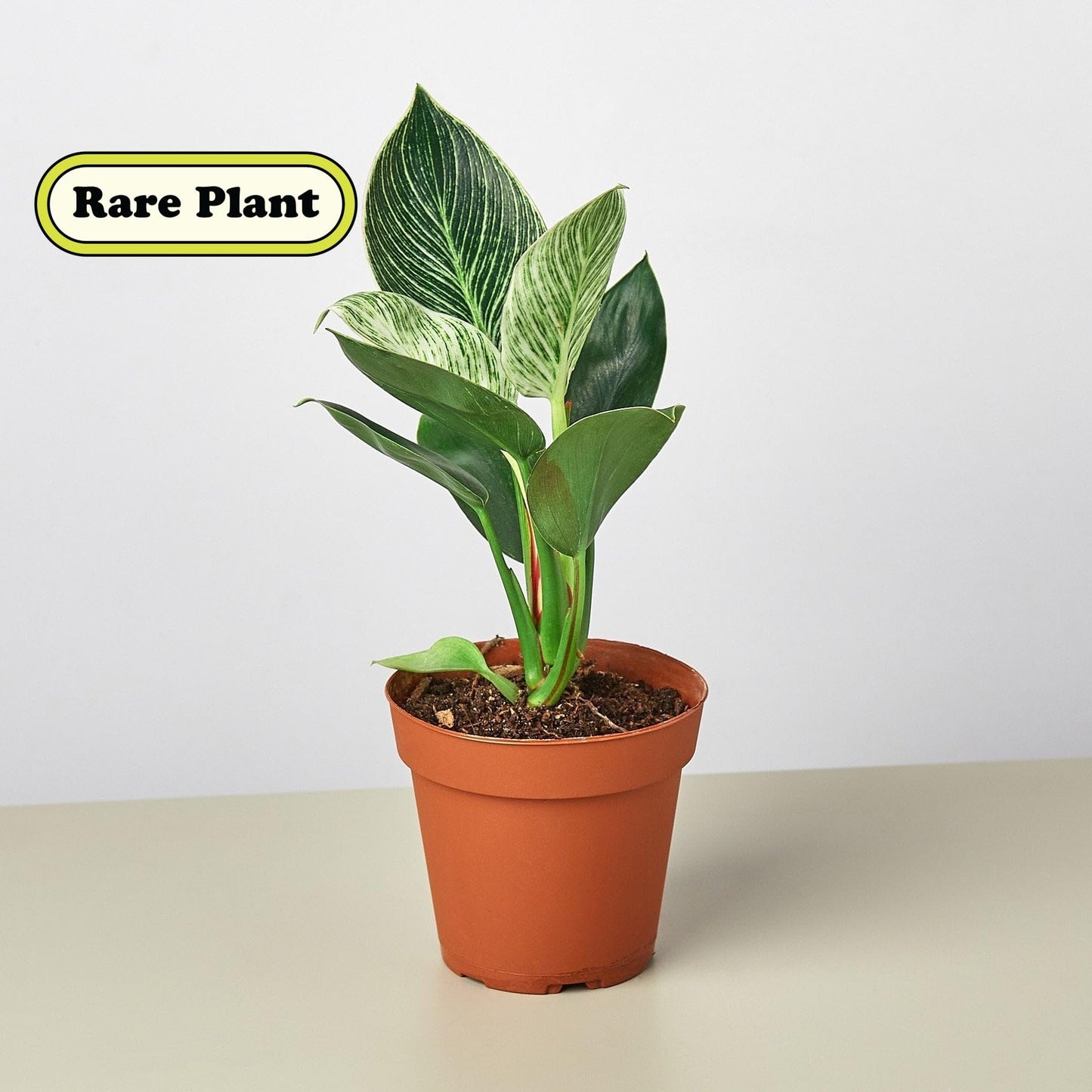 Philodendron 'Birkin' | Live Plant for Indoor & Outdoor | for Living Room, Office, Bathroom | (4" Pot)