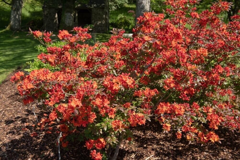 Live Plant - Azalea Rhododendronwell Rooted Starter Plant