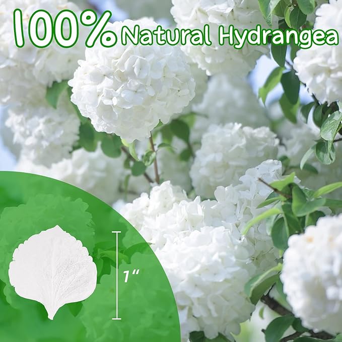 2500+ Real Dried Lvory White Hydrangea Petals - 1.76 oz Preserved Natural Flower Petals for Wedding Decor, Party Confetti, Dinner Table Centerpieces, Handcrafts
