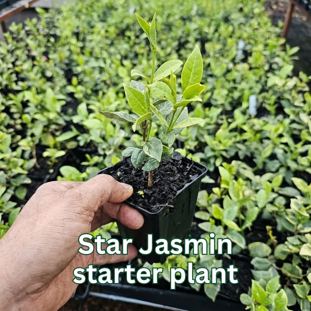 Star Jasmine Plant Live, Jasmine Flower Plant, 3-5 Inc Tall, Fragrant Climbing Vine for Indoor Outdoor Growing