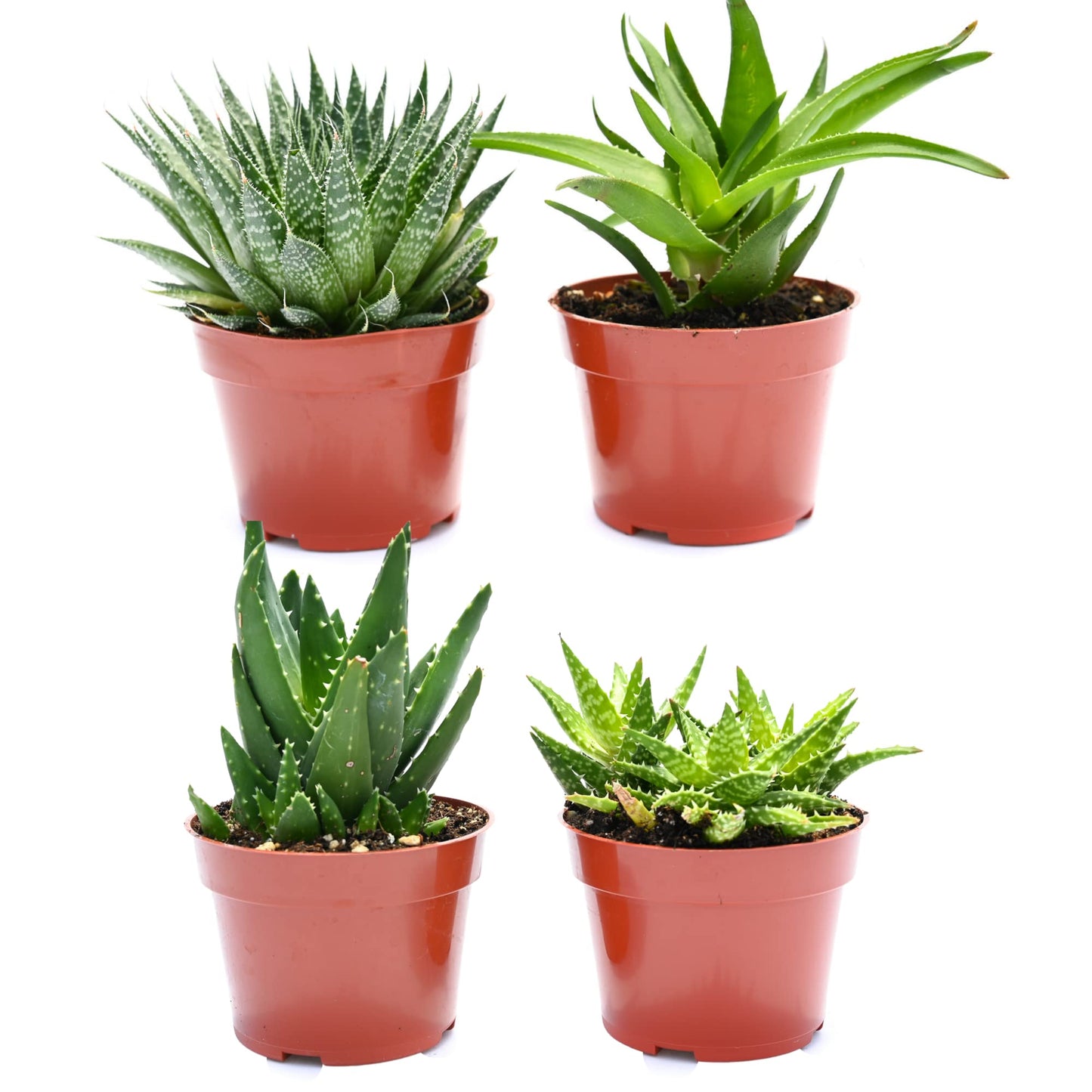 Live Aloe Succulents – Large Assorted 4-Inch Aloe Succulents – Fully Rooted Aloe Succulents (4)