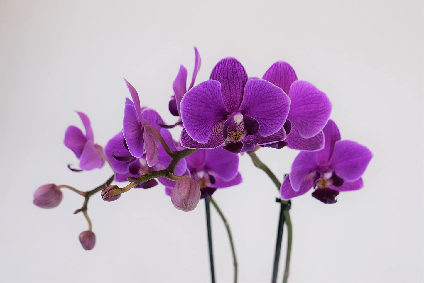 Athena's Garden Two Sets of Live Orchid Plants, Light Pink & Purple Double Spike Phalaenopsis in Container