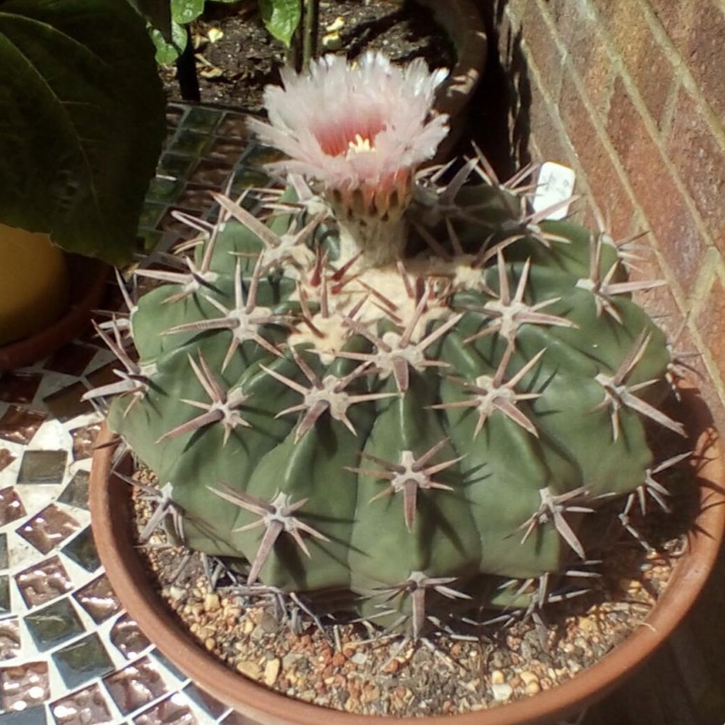 Horse Crippler Cactus (Echinocactus texensis) - Large - Live Plant - Cold Hardy - Pale Pink Flowers