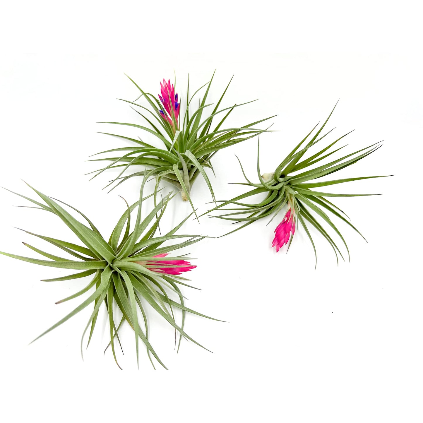 Air Plants - Flowering Tillandsia Stricta Large 5" - 3ct - Live Arrival Guaranteed - House Plants for Home Decor & Gift
