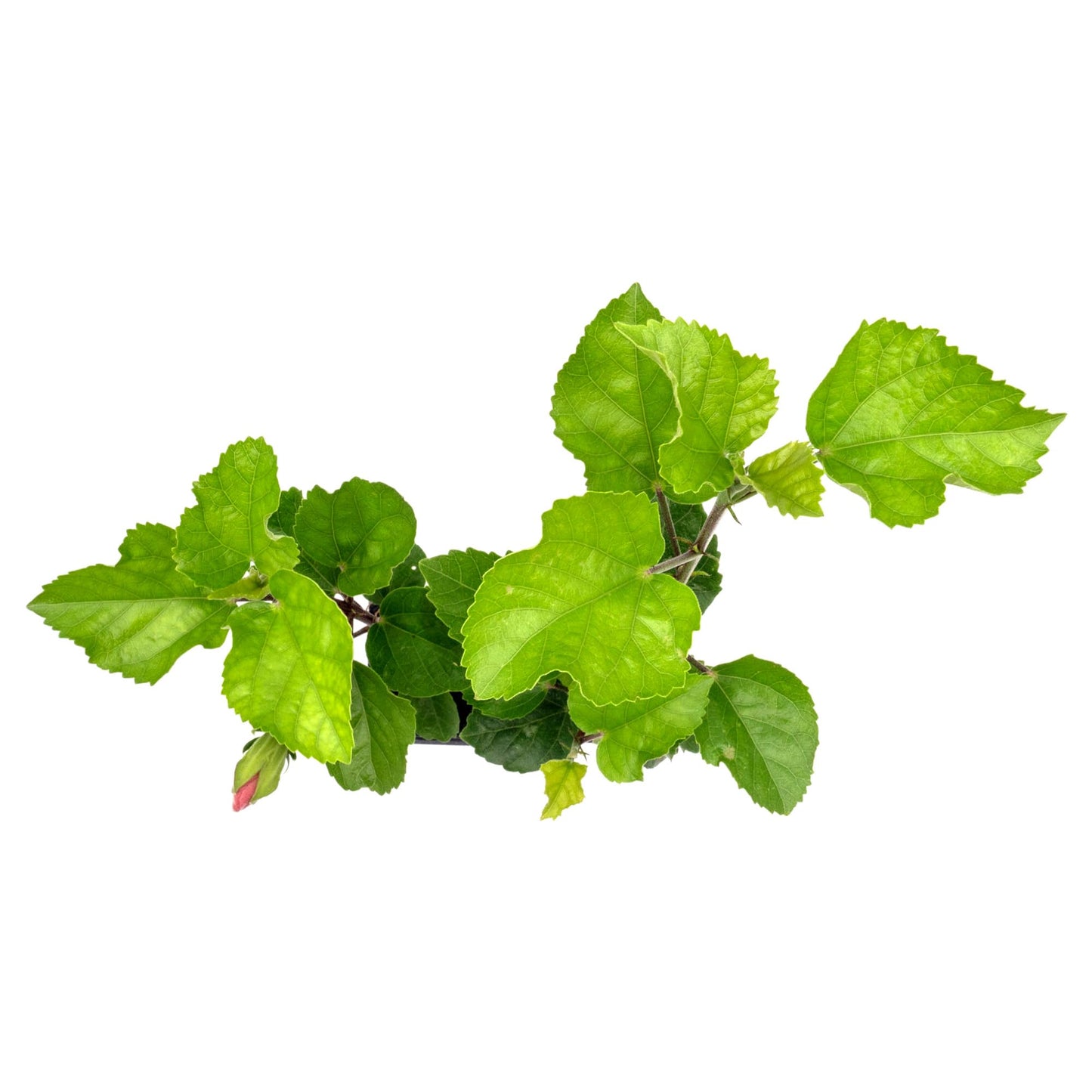 2 Angus Galt Hibiscus in 3.5" Nursery Cubes | Hibiscus ‘Angus Galt’ | Tropical Pink Flowering Shrub for Containers, Patios & Gardens | Live Starter Plants