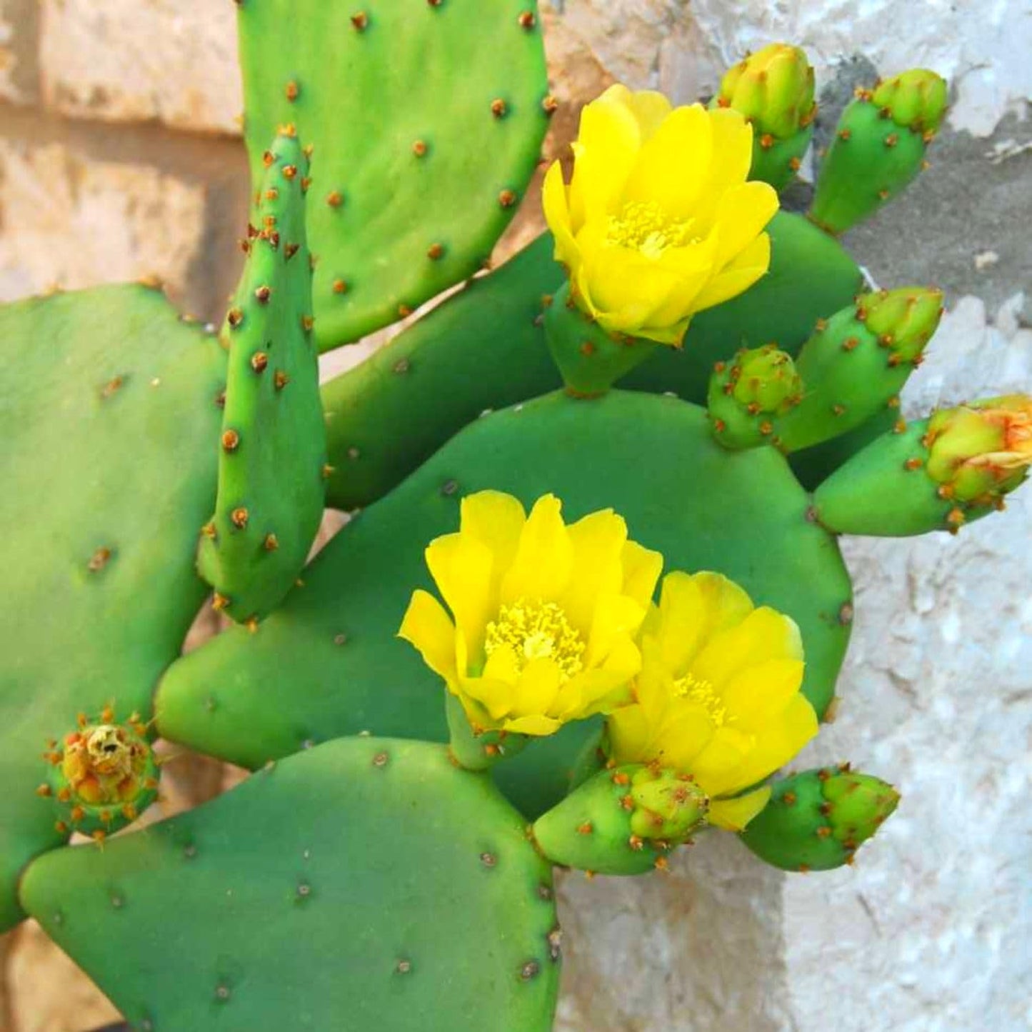 Green Prickly Pear Cactus Plant Live, Prickly Pear Cactus Live Plant Pot for Gardening
