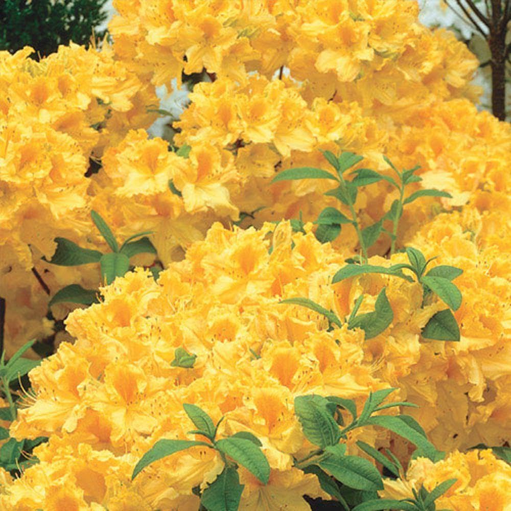 Live Plant - Golden Lights Deciduous Azalea Rhododendron Well Rooted “Small “Starter Plant