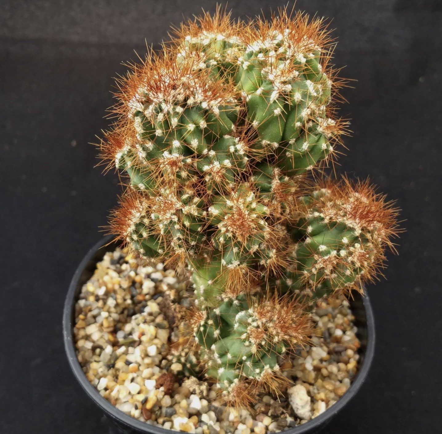 Monstrose Apple Cactus (Cereus peruvianus monstrose) - Extra Large - Live Plant - Minimal Watering - Twisted Growth Pattern