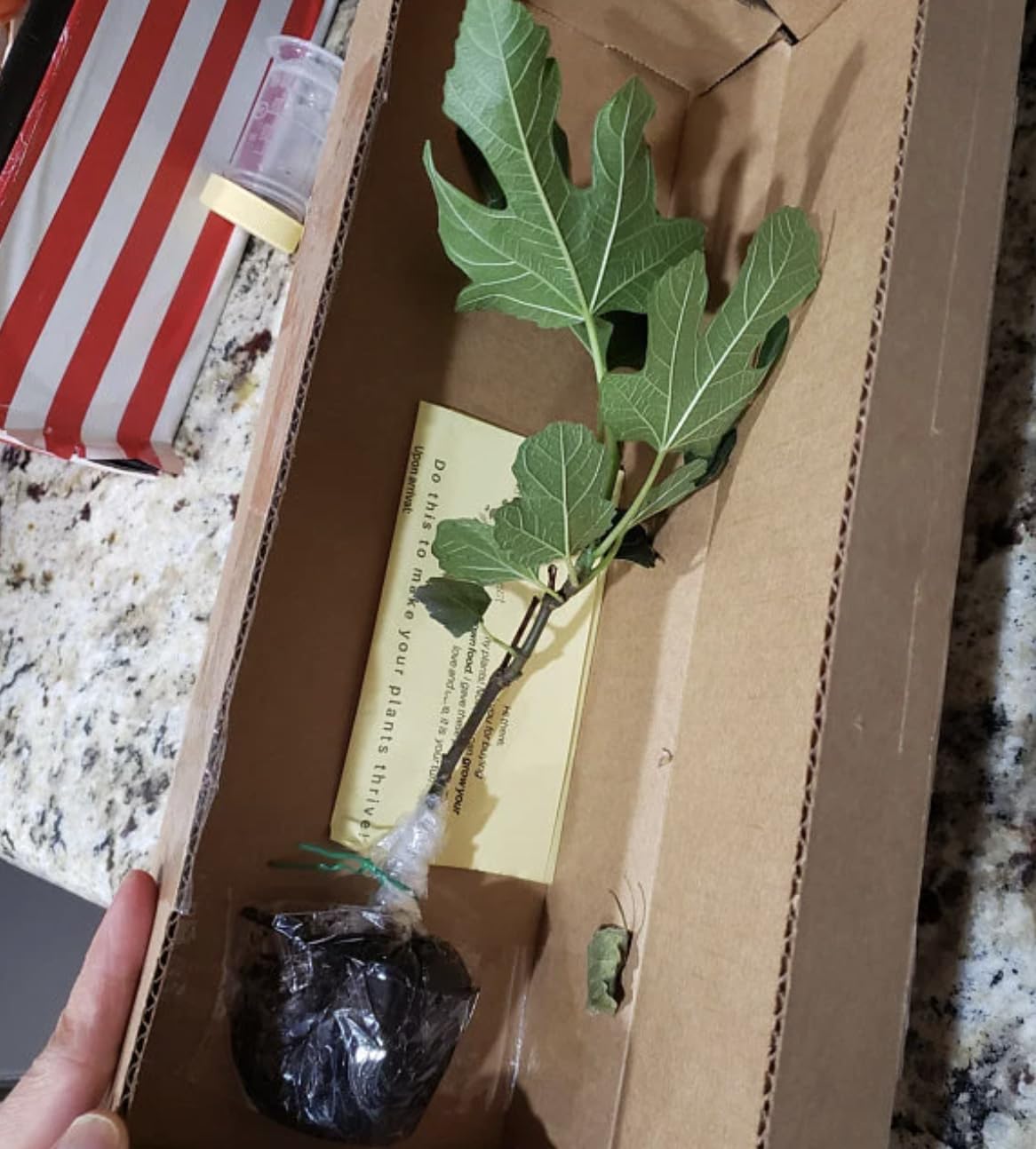 Fignomenal Fig Tree - Dwarf Fig Tree – Perfect for Containers - 4-6 Inches Tall - Self Fertile - Ficus Carica
