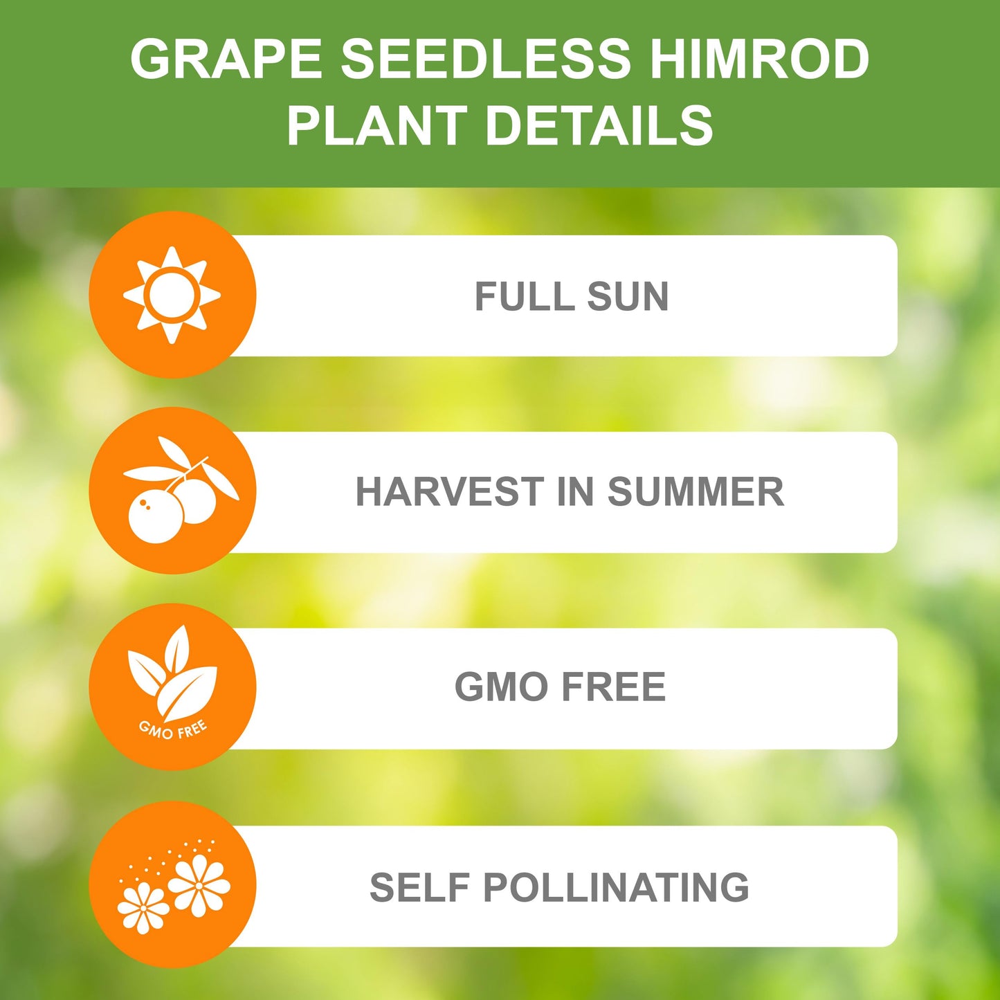 Garden State Bulb Himrod Seedless Grape Bare Root for Planting, Non-GMO, Spring Planting (Bag of 1)