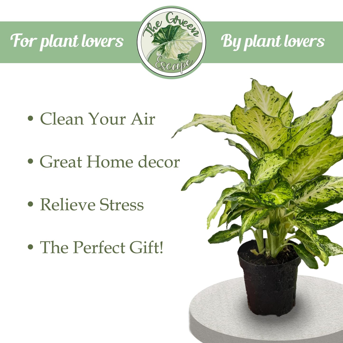 Generic Florida Special Pineapple Starter Plant, Natural