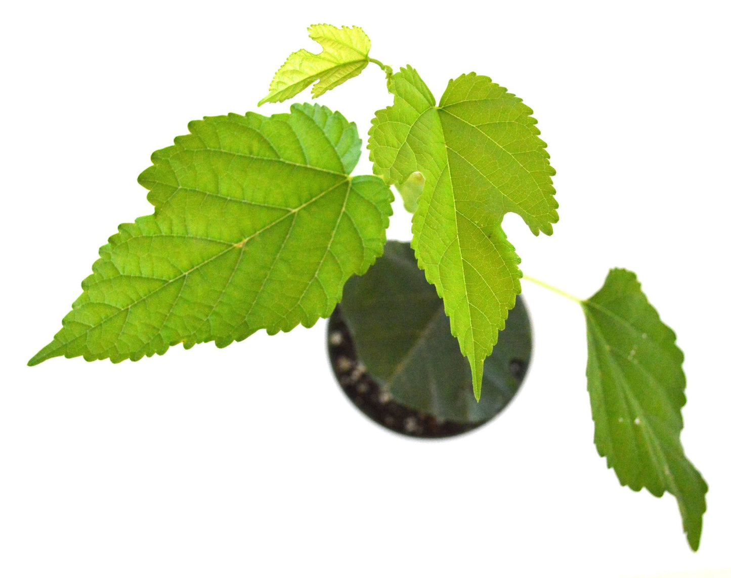 Dwarf Everbearing Mulberry Plant - Morus nigra - Sweet Fruit - 4" Pot