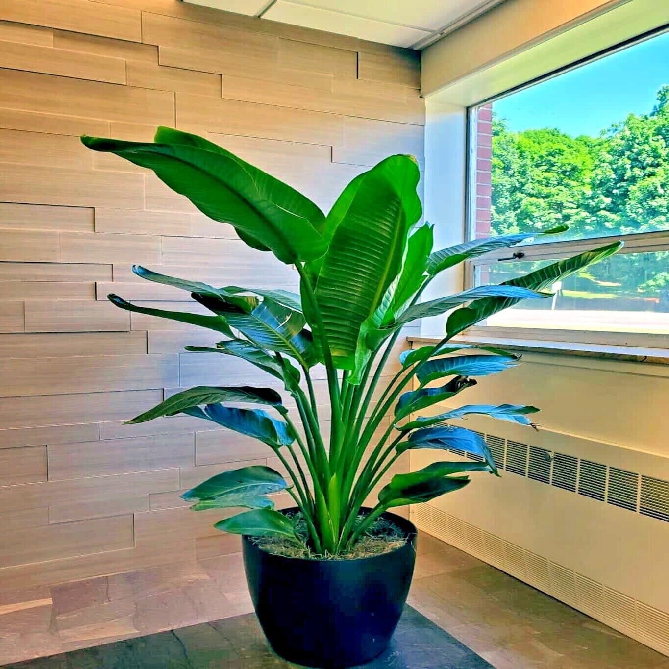 10 Seeds Giant White Bird of Paradise Seeds | Strelitzia Nicolai Tropical Flower Plant
