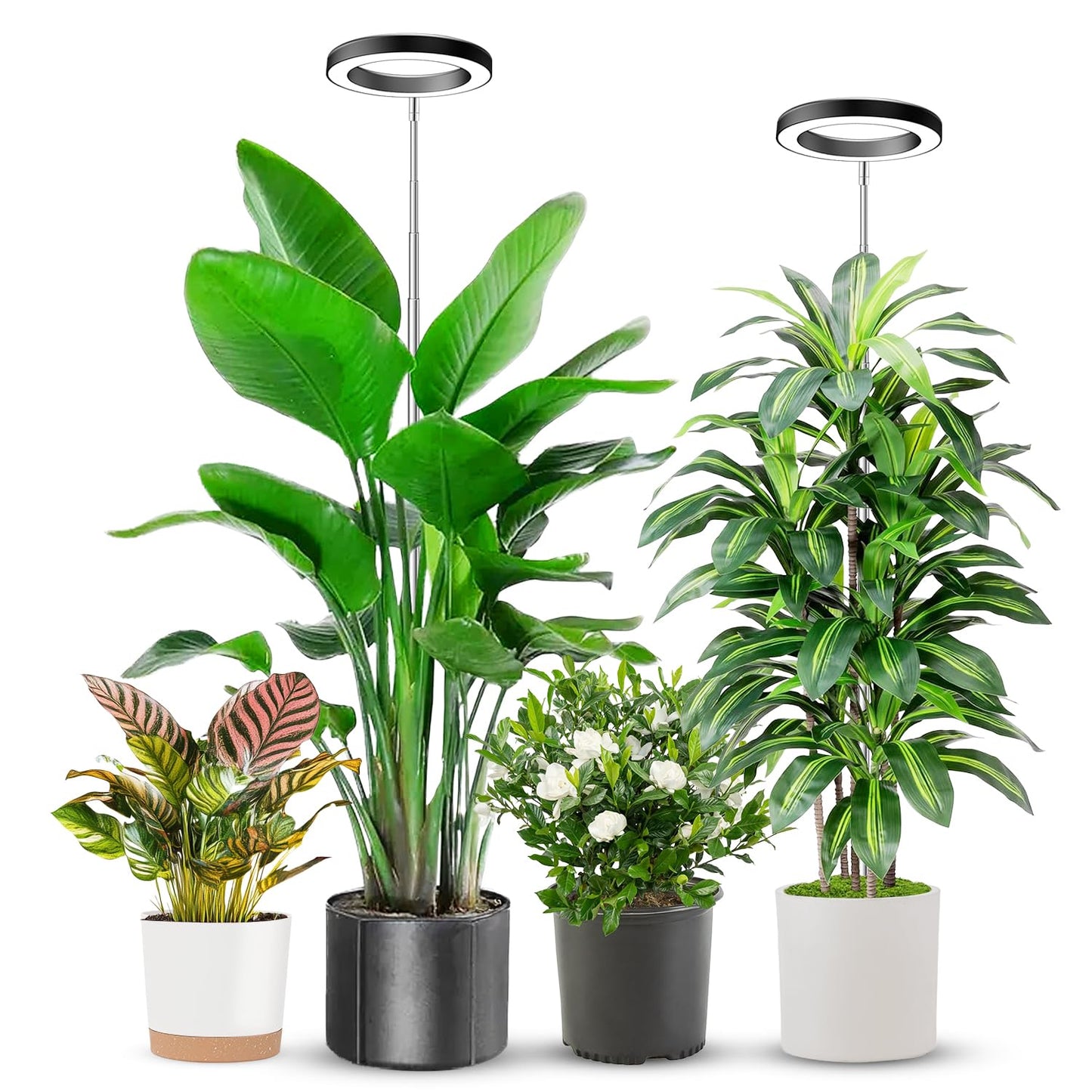 Aokrean 6.3in Grow Light, 80LED Full Spectrum Plant Light for Indoor Growing, Height Adjustable 10"-65", Auto Timer 6/12/16H, 3 Optional Spectrums, Idea for Large Plant, 5V, Black, 2 Pack