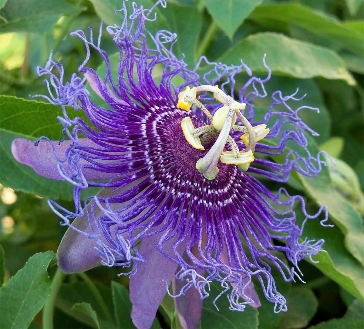 Maypop Passiflora - Healthy Well Rooted Starter Plant - Passiflora Incarnata