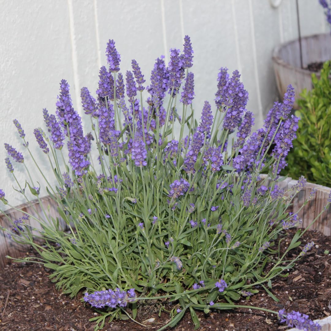 Live Phenomenal Lavender Plant, Fragrant Lavandula Plant, 8-10 Inches Tall in Quart Pot, Ready for Indoor or Outdoor Growing