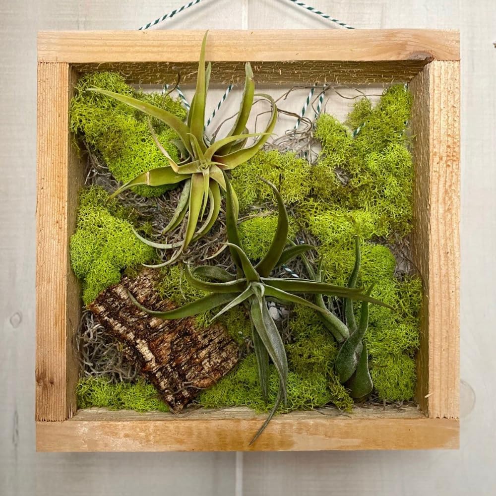Pack 12 Mixed Ionantha Air Plants, Live Tillandsia, Bulk Airplants, Easy Care Houseplants for Indoor and Outdoor Planting